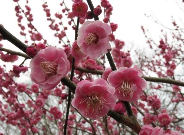 sakura-zamani-anadolu-turu-2-gece