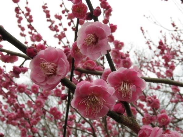 Hızlı Tren İle Sakura Zamanı Anadolu Turu 2 Gece