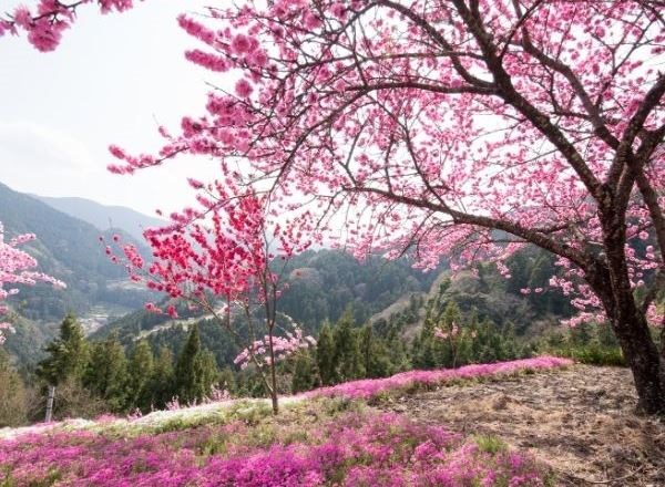 Sakura Zamanı Anadolu Turu 2 Gece