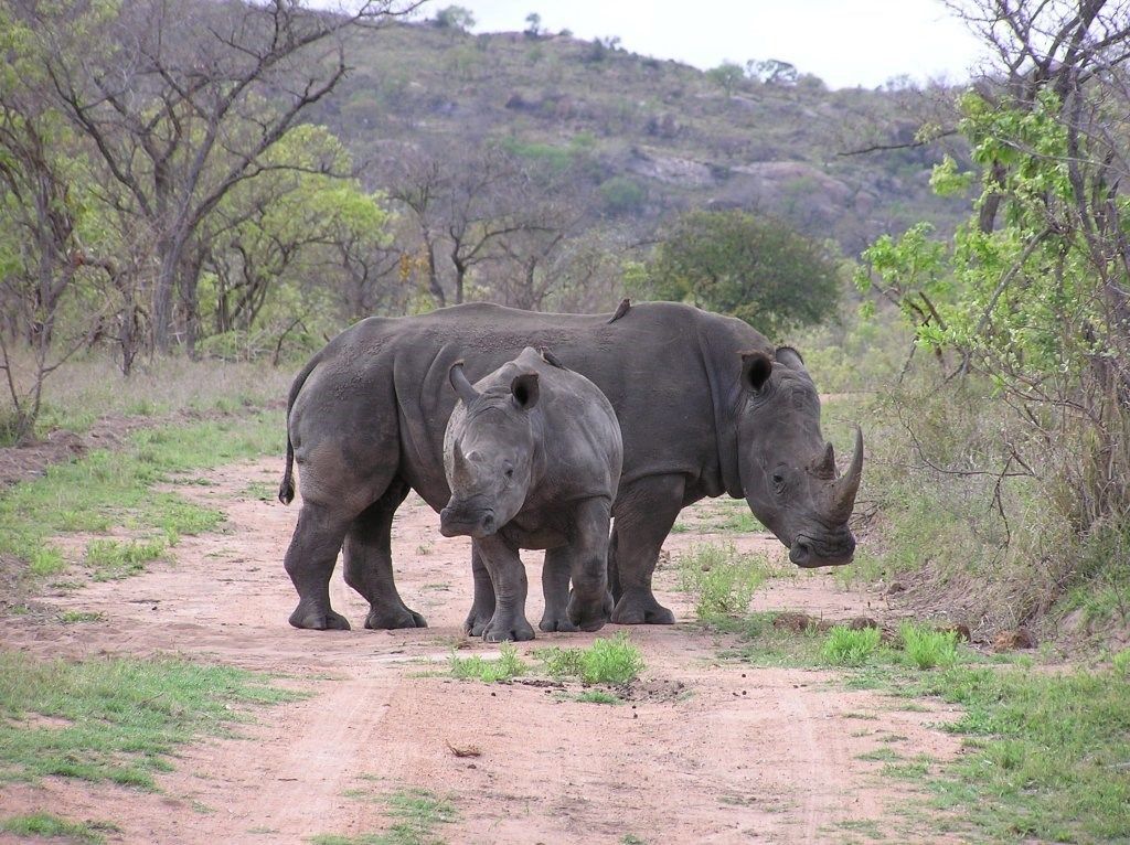 Güney Afrika Safari Rotası Türk Hava Yolları 6 Gece