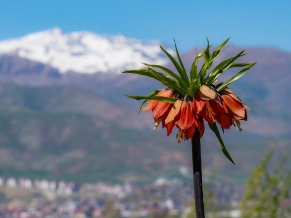 19 Mayıs Özel Uçaklı Hakkari Şırnak ve Ters Laleler Turu 3 Gece