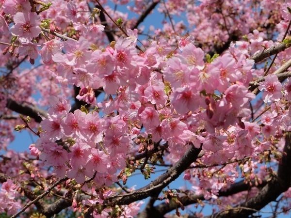 **Kurban Bayramı** Doğan Güneşin Ülkesi Japonya Türk Hava Yolları 7 Gece