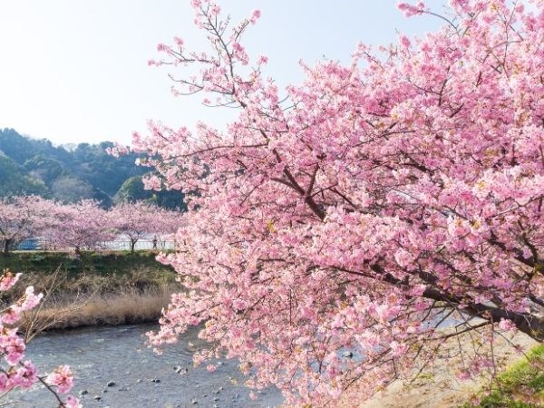 **Kurban Bayramı** Doğan Güneşin Ülkesi Japonya Türk Hava Yolları 7 Gece