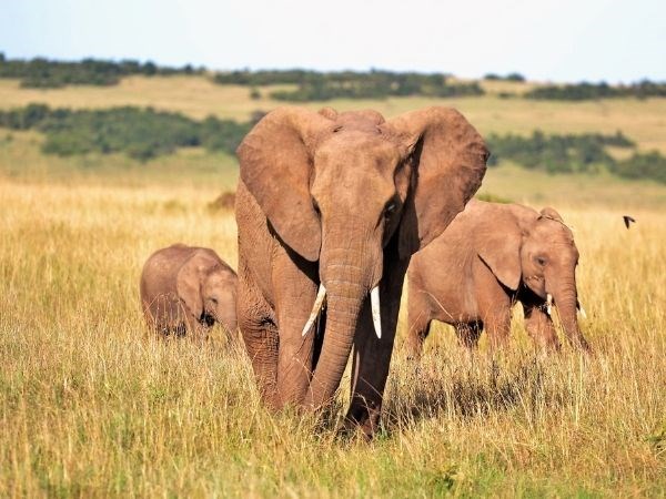 Elegant Kenya  Büyük Göç Türk Hava Yolları 6 Gece