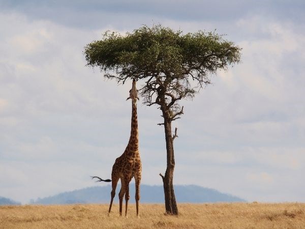 Elegant Kenya  Büyük Göç Türk Hava Yolları 6 Gece