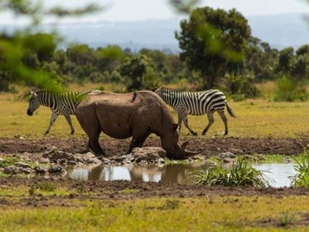 Elegant Kenya Tanzanya Büyük Göç Türk Hava Yolları 9 Gece