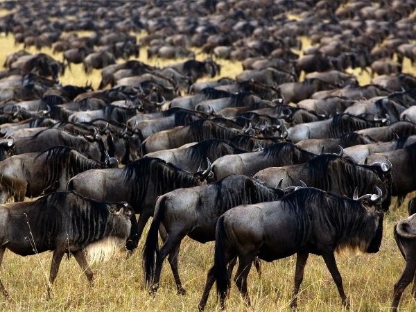 Elegant Kenya Tanzanya Büyük Göç Türk Hava Yolları 9 Gece