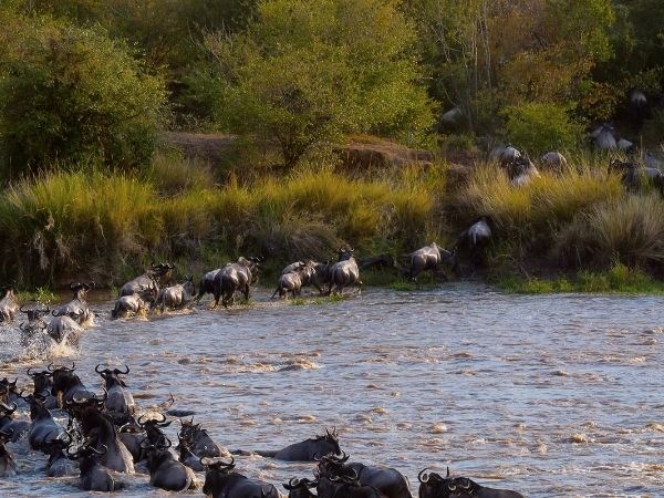 Elegant Kenya Tanzanya Büyük Göç Türk Hava Yolları 9 Gece