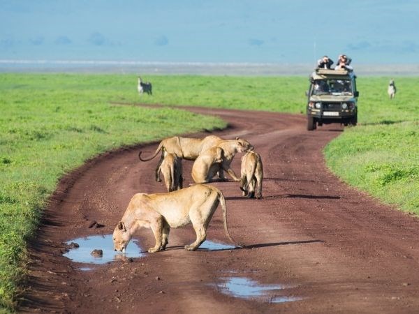 Elegant Kenya Tanzanya Büyük Göç Türk Hava Yolları 9 Gece