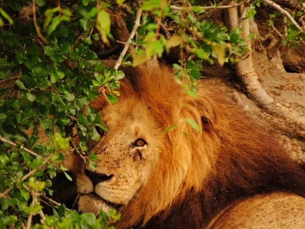 Elegant Kenya Tanzanya Büyük Göç Türk Hava Yolları 9 Gece