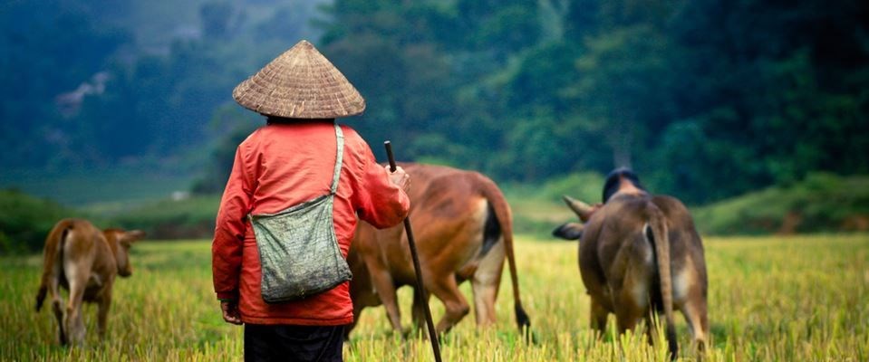 Kamboçya Vietnam Singapur Hava Yolları 8 Gece