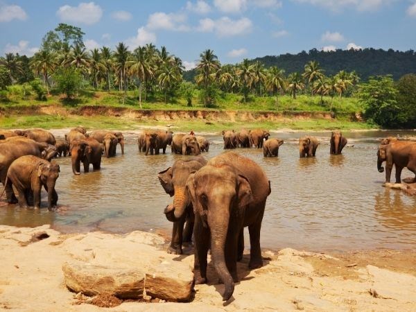 Büyük Sri Lanka Rotası Türk Hava Yolları 5 Gece 